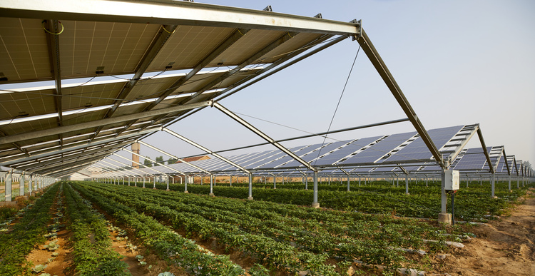 Agrivoltaics: Combining Solar Energy and Agriculture for Dual Land Use